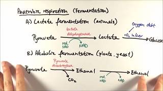 A2 Biology  Anaerobic respiration OCR A Chapter 185 [upl. by Attesoj]