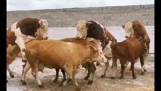 Bulls amp Cows Best Farming  New Bulls Meet Cows First Time 01 [upl. by Noillid]