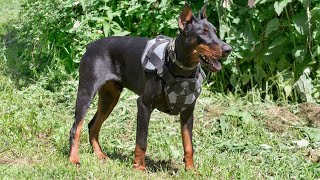 Owning a Doberman Pinscher Restrictions amp Regulations Explained [upl. by Martella85]