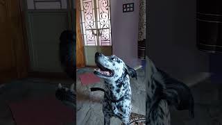 Dalmatian dog trending reeldalmatiandog doglover dog cutedogvideofunny [upl. by Reuben585]