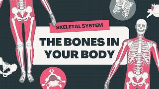 Human skeletal system [upl. by Legir]