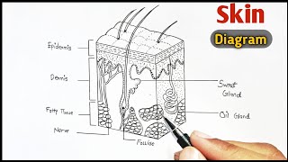 Human Skin Diagram  skin Drawing easy way to Draw [upl. by Enovad210]