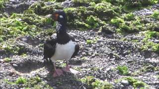 Cormoran cuello negro Phalacrocorax magellanicus [upl. by Moberg633]