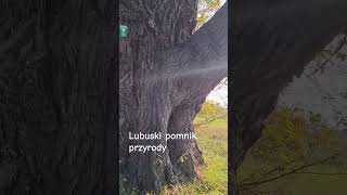 Lubuski pomnik przyrody lubuskiturysta [upl. by Minerva103]