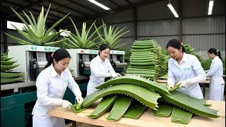 Exploring Advanced Aloe Vera Processing Preserving Natures Essence for the Consumer [upl. by Attennyl]