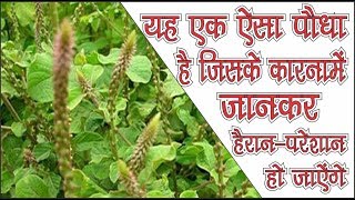 Chirchita ke tantra vidhya amp Benefits [upl. by Hallsy]