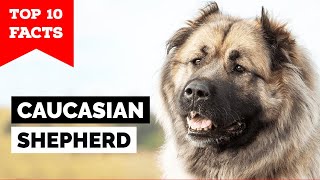 Caucasian Shepherd Dog  Top 10 Facts [upl. by Johnette]