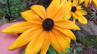 BlackEyed Susan A Great Choice For Your Perennial Garden [upl. by Nnylarac540]