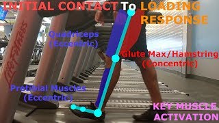 THE PHASES OF WALKING GAIT CYCLE BREAKDOWN [upl. by Nesyrb]