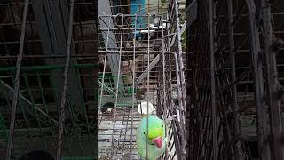 Parrot tollking birds cutebirds cuteanimals trending shortvideo short viralvideo sorts [upl. by Ozan]