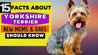 15 Important Facts About Yorkshire Terrier Dog All New amp Prospective Owners Should Know [upl. by Imray]