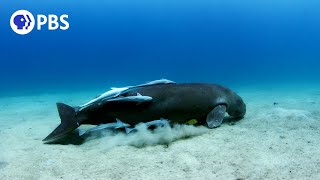 A Dugongs Unlikely Companions [upl. by Ardnad352]