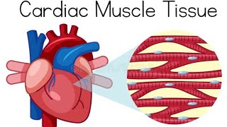 ExcitationContraction Coupling amp Electric properties of cardiac muscles [upl. by Dleifniw]