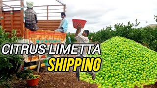 Citrus limetta shipping [upl. by Leahcimluap]