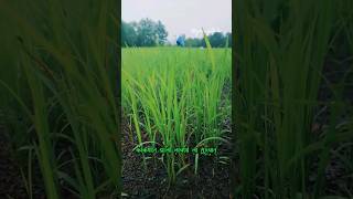 🌴कोकणात झाली 🌱 लावणीला🌾 सुरुवात farming kokan [upl. by Burnard246]