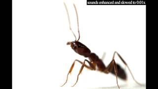 Trapjaw ant sounds [upl. by Nahtanoy78]