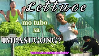 HYDROPONICS LETTUCE IN IMPASUGONG BUKIDNON 💚subjective bukidnon plants farmers mariaerraocon [upl. by Mellins]