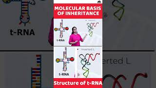 Molecular basis of inheritance Class 12 Biology shorts [upl. by Annahaj385]