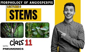 Morphology of Angiosperms Stem 1  Lecture 3  Class 11 Nepal  Easy Explanation with Mnemonics [upl. by Keith]