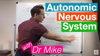 Autonomic Nervous System [upl. by Dennison370]