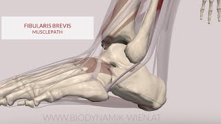 Fibularis Brevis Musclepath 3D Animation [upl. by Ijan]