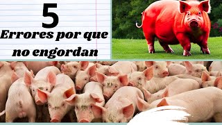 📢5 Secretos Paso A Paso📢 Por Que Mi Cerdo No Engorda 2023📢Tip Como Engordar Cerdo En Tu Granja💥 [upl. by Slaohcin]