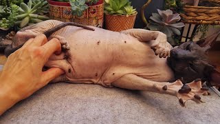 Cute Sphynx Cats Family 💞 Daily Life [upl. by Khai]