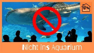 Diese 10 Tiere lieber nicht ins Meerwasseraquarium einsetzen [upl. by Timms]