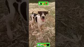 Uk parrot pet lovers join new dog punjabi Pakistan breed [upl. by Noryv]