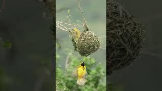 The Southern Masked Weavers nests A marvel of engineeringshorts [upl. by Ocsinarf303]