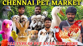 EXOTIC PETS AT BROADWAY MARKET PETS gowthamirfan3858broadwaypetmarketpetmarketpets [upl. by Gamal225]