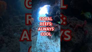 Coral Reef in Key Largo [upl. by Mojgan]