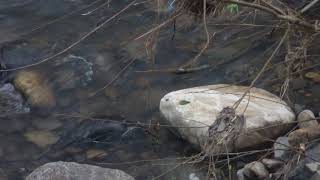 Schnabeltier  Platypus Ornithorhynchus anatinus in Hobart Rivulet [upl. by Audrit150]