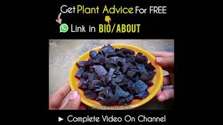 Hidden Benefits of BioChar For Plants [upl. by Astred179]