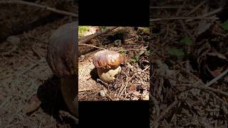 Un filon de bolets cepes mushroom champignons nature [upl. by Una858]