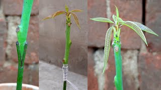 Mango Plant Softwood Grafting  Mango Plant Stone Grafting  Mango Grafting Technique [upl. by Dale]