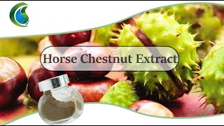 How to make horse chestnut extract Wholesale Horse Chestnut Extract 20 Escin from Green Stone [upl. by Anahgem456]