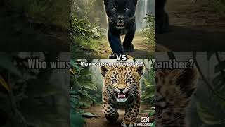 Animal battle felines vs felines wild animals [upl. by Amehsat]