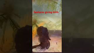 Seahorse having babies aquarium seahorse florida reef [upl. by Notnyw]