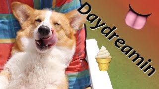 DAYDREAMIN  Topi the Corgi [upl. by Hackney]