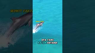 LUMBALUMBA ‼️dolphin sea seaanimals animals [upl. by Terence495]