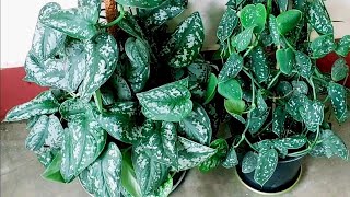 Scindapsus Pictus plant complete care guide Silver pothos Satin pothos  Exotica and Argyraeus [upl. by Schlessinger695]