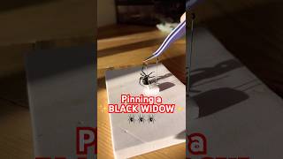 Pinning the black widow from a rehydration chamber spiders blackwidow blackwidows howto diy [upl. by Yerg231]