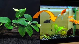 Anubias Bitkisi Akvaryuma nasil eklenir anubias bitkisi nedir [upl. by Lindell583]