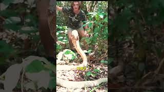 How Terrible is The Poisonous King Cobra shorts snake [upl. by Cindee]