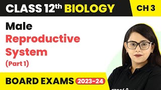 Class 12 Biology Ch 3  Male Reproductive System Part 1  Human Reproduction CBSENEET 202223 [upl. by Sukul]