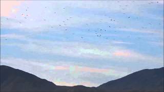 Swainsons Hawk Migration Borrego Springs California [upl. by Vitia]