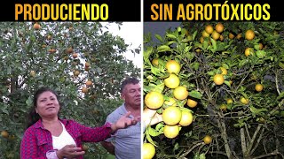 🍊Altos Rendimientos Sin Uso de Agrotóxicos  Experiencias Agroecológicas [upl. by Ariahaj]