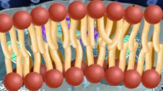 Cell Membrane Structure and Function part 1 animal cell [upl. by Attoynek]