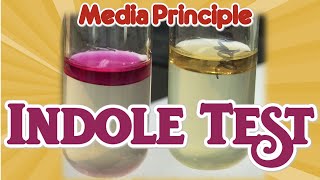 Indole Test Principle II Biochemical test II Microbiology Media II Practical [upl. by Ymerrej]